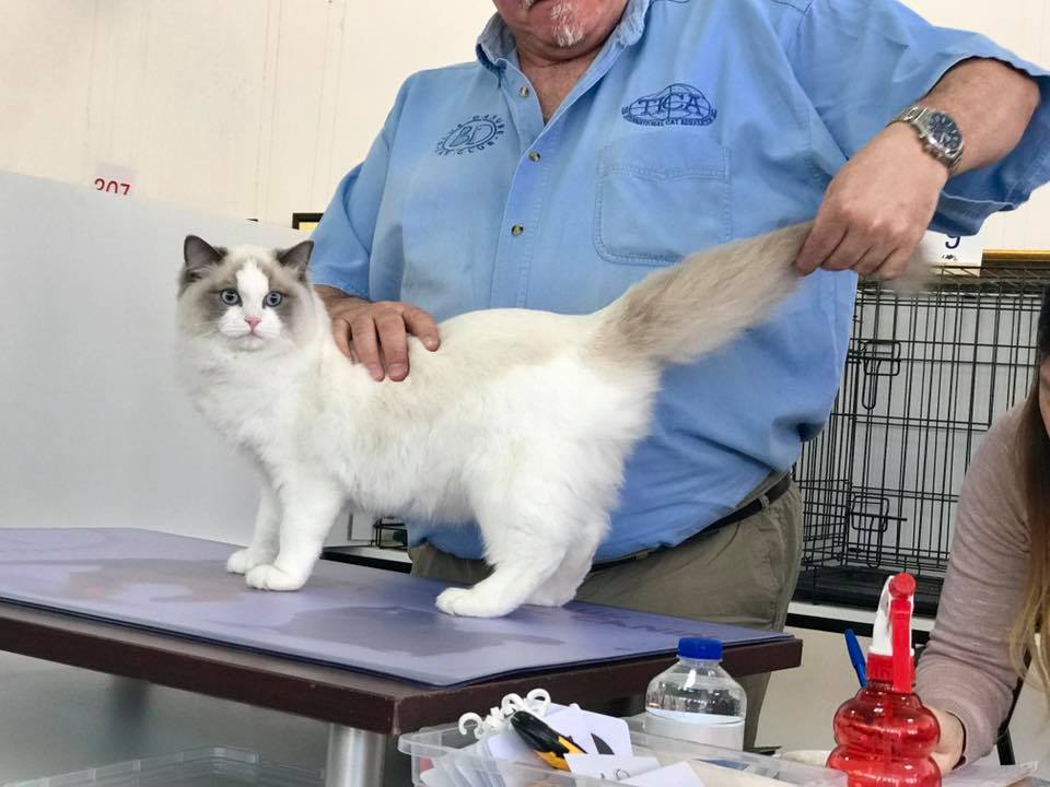 /images/Galeria/Kiállítások (Cat shows)/18740397_437016353332731_2495006200450049201_n.jpg